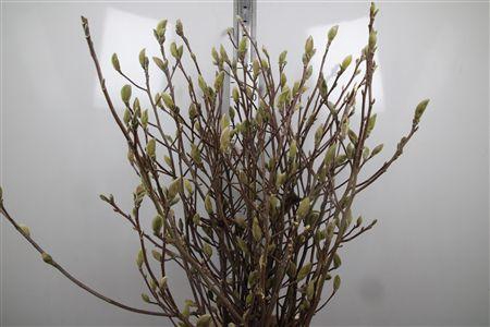 <h4>Magnolia Grandi Yellow</h4>