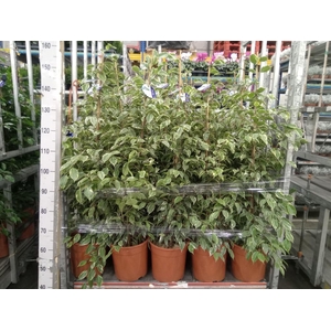 Ficus benja. 'Golden King'