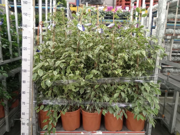 <h4>Ficus benja. 'Golden King'</h4>