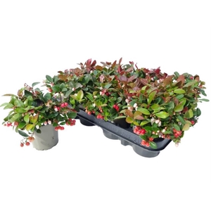 Gaultheria Procumbescens P9