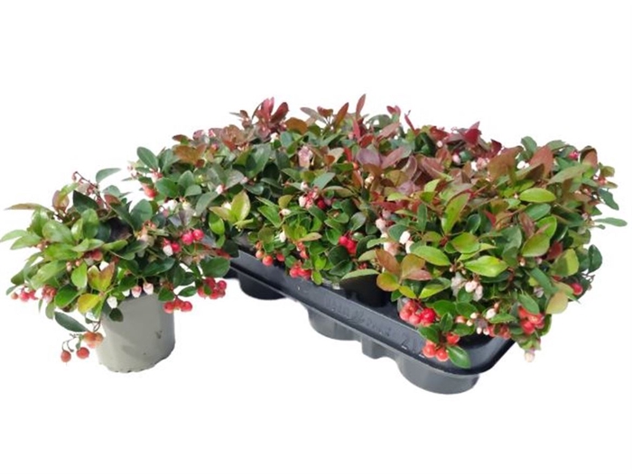 <h4>Gaultheria Procumbescens P9</h4>