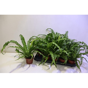 arr8 Asple Ant Osaka