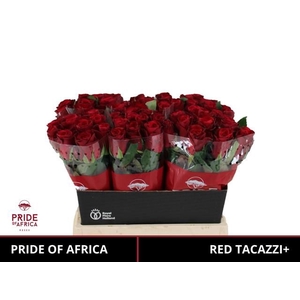 R GR RED TACAZZI+