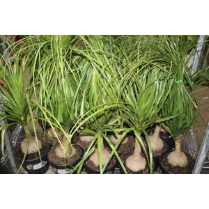 BEAUCARNEA P24