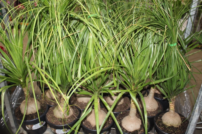 <h4>BEAUCARNEA P24</h4>