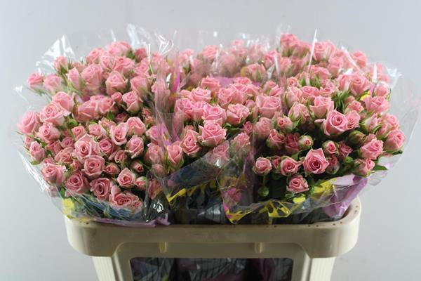 <h4>R Tr Odilia L70</h4>