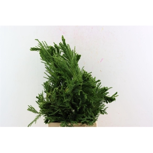 Cryptomeria Japo Cristata Pb