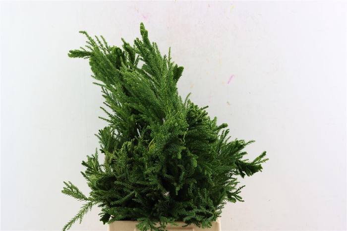 <h4>Cryptomeria Japo Cristata Pb</h4>