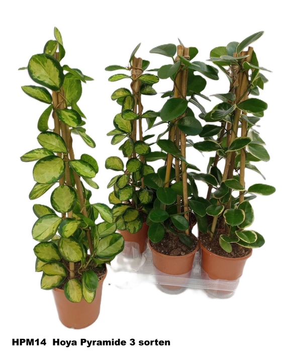 <h4>Hoya gemengd</h4>