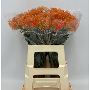 LEUCO AYOBA ORANGE
