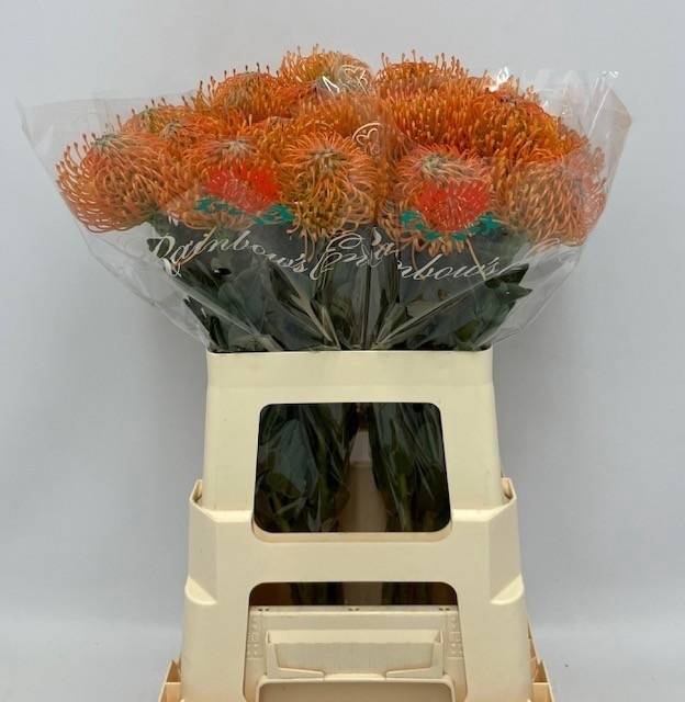 <h4>LEUCO AYOBA ORANGE</h4>