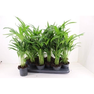 DYPSIS LUTESCENS