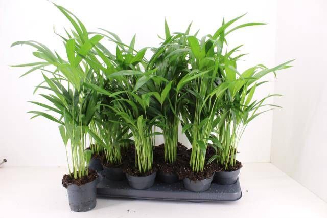 <h4>DYPSIS LUTESCENS</h4>