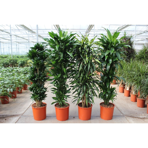 Houseplant Mix CC Dracaena fragrans P34