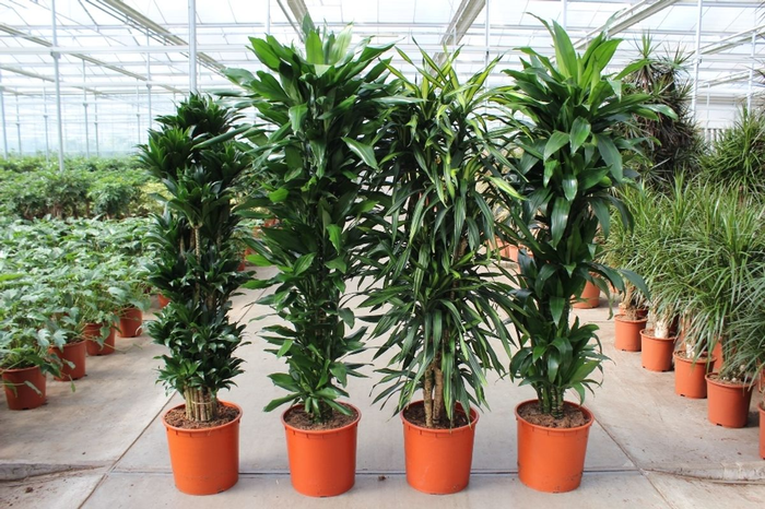 <h4>Houseplant Mix CC Dracaena fragrans P34</h4>