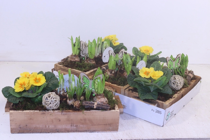 <h4>ARR TUINPLANTEN</h4>