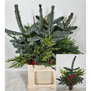 KERSTGROEN OV BS