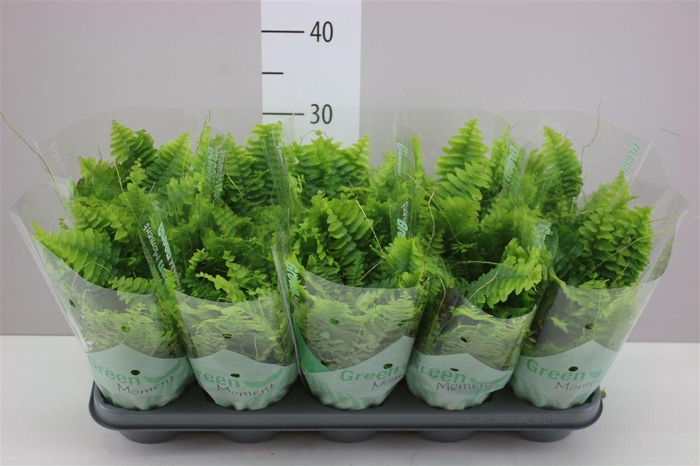 <h4>Nephrolepis Green Moment</h4>