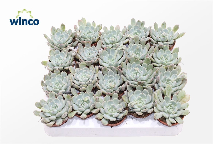 <h4>Echeveria Baena</h4>