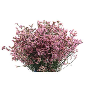 Limonium Anouschka Diamond