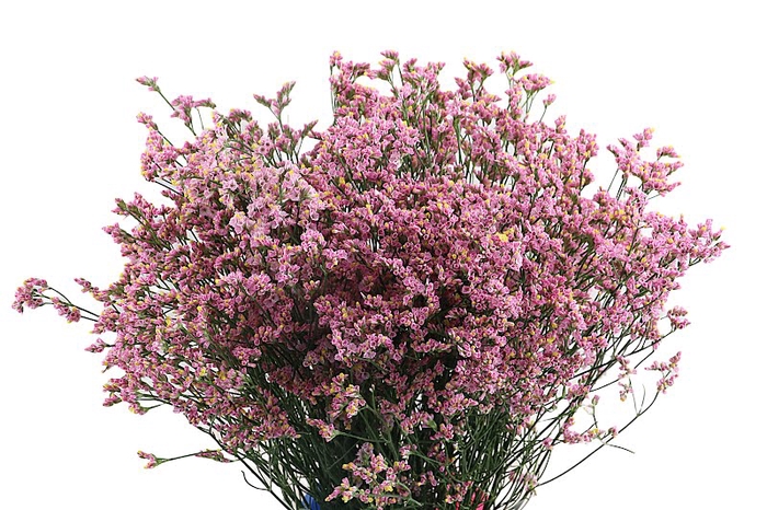 <h4>Limonium Anouska Diamond</h4>