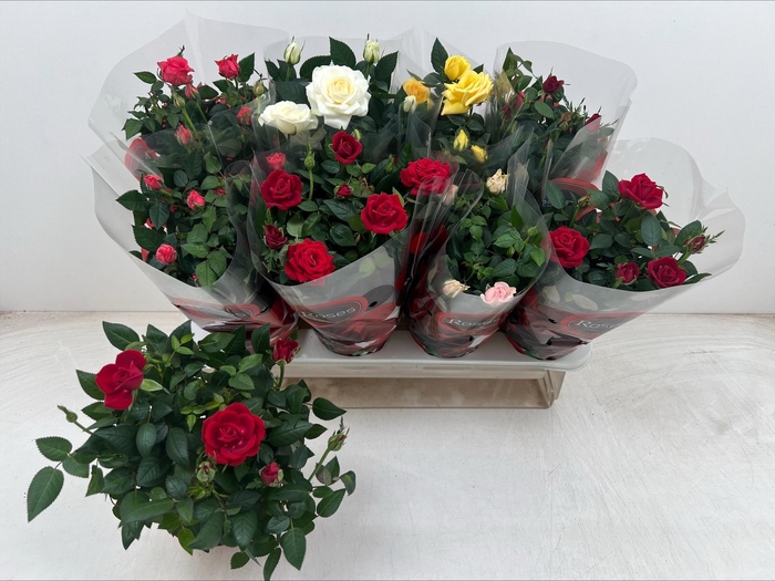 <h4>RO FAV RO GEM 5 SRT</h4>