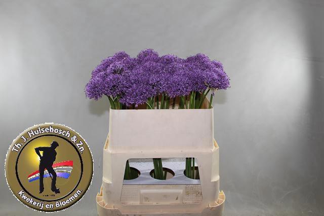 <h4>ALLIUM GLADIATOR</h4>