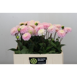 Dahlia Wizard of Oz