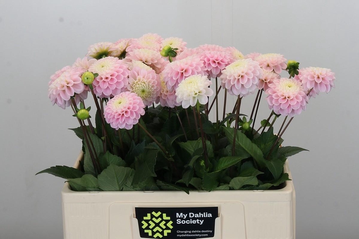 <h4>Dahlia Wizard of Oz</h4>