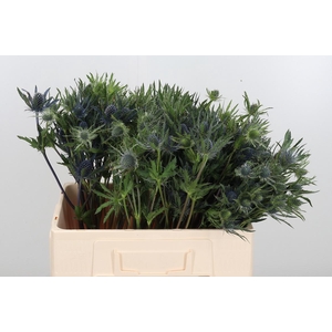 Eryngium