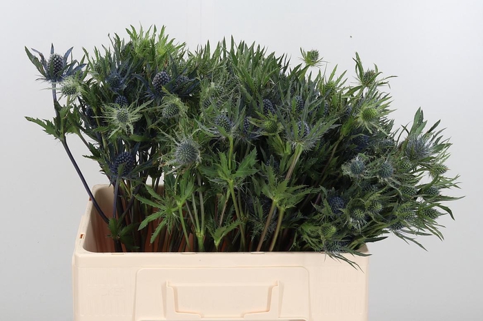 <h4>Eryngium</h4>