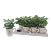 arr8 Coffea Arabica In Keramiek Beker