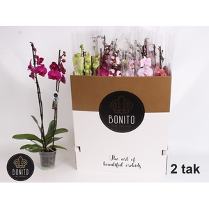 PHAL GEM 8 KL
