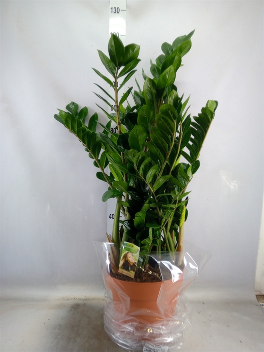 <h4>Zamioculcas zamiifolia</h4>