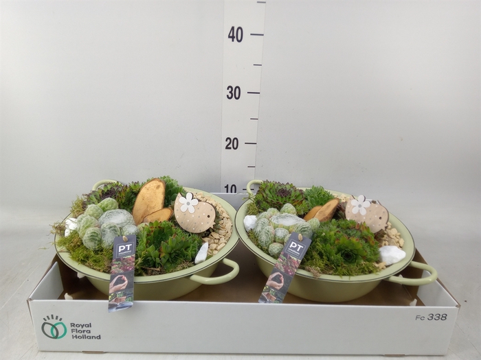 <h4>Arr.  Sempervivum L%</h4>