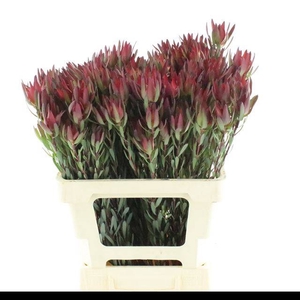 LEUCAD SAL BLUSH