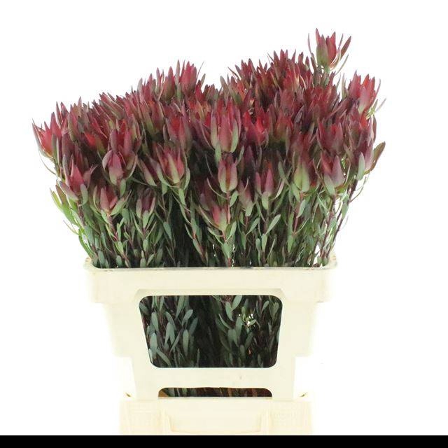 <h4>LEUCAD SAL BLUSH</h4>