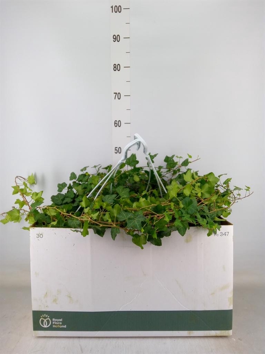 <h4>Hedera helix 'Wonder'</h4>