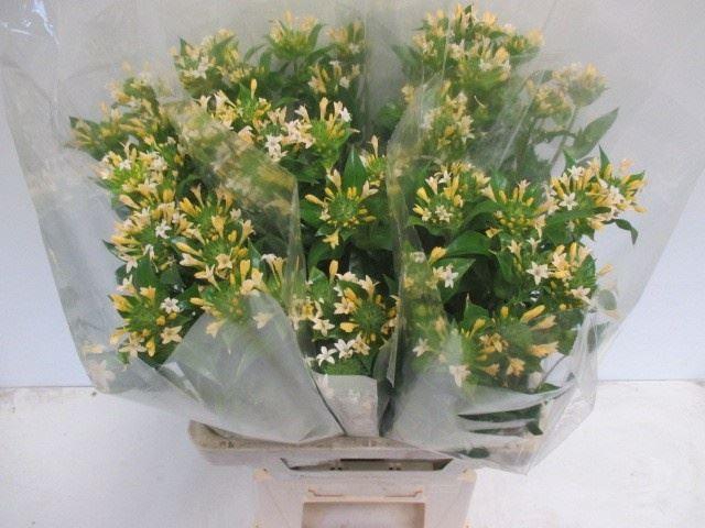 <h4>COLLOMIA GRANDIFLORA COLLOMIA GRAND</h4>