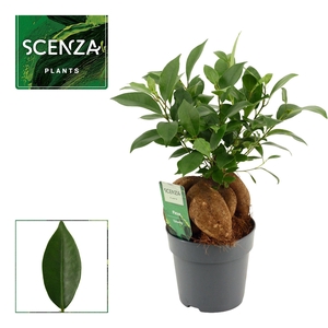 Ficus Ginseng