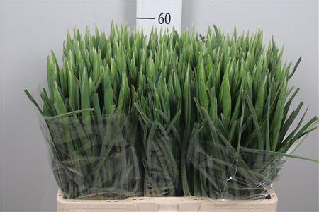 <h4>Iris Blue Magic</h4>