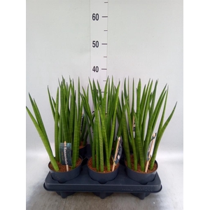 Sansevieria cyl.  ...