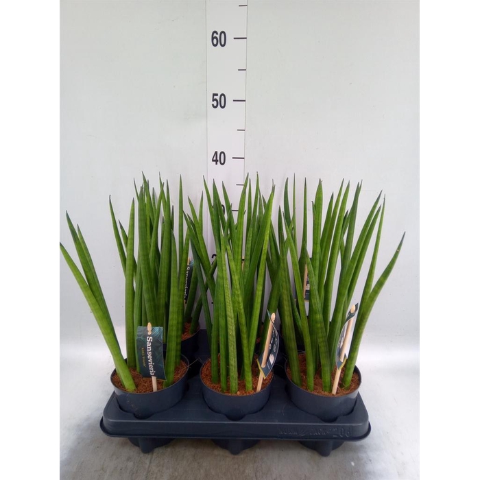 <h4>Sansevieria cyl.  ...</h4>
