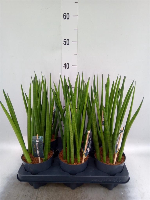 Sansevieria cyl.  ...