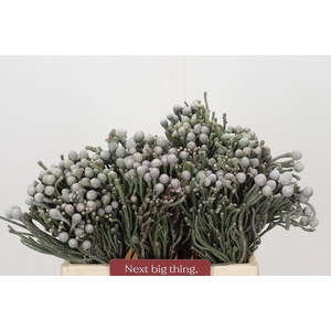 Kaaps Groen Silver Brunia
