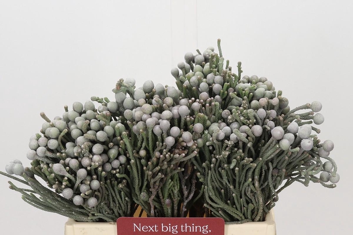 <h4>Kaaps Groen Silver Brunia</h4>