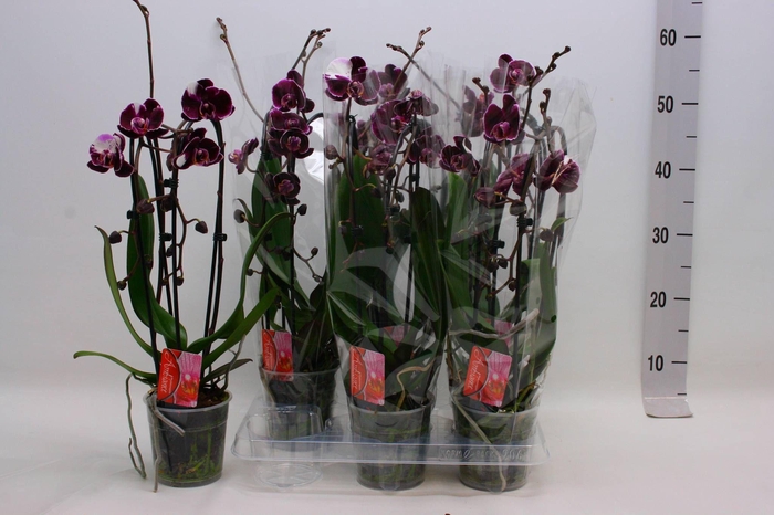 <h4>PHAL EL CASCADE</h4>