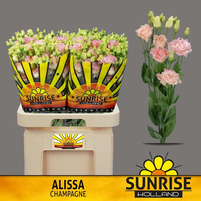 <h4>Alissa Champagne</h4>