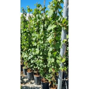 Vitis vinifera