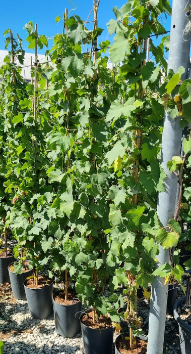 <h4>Vitis vinifera</h4>